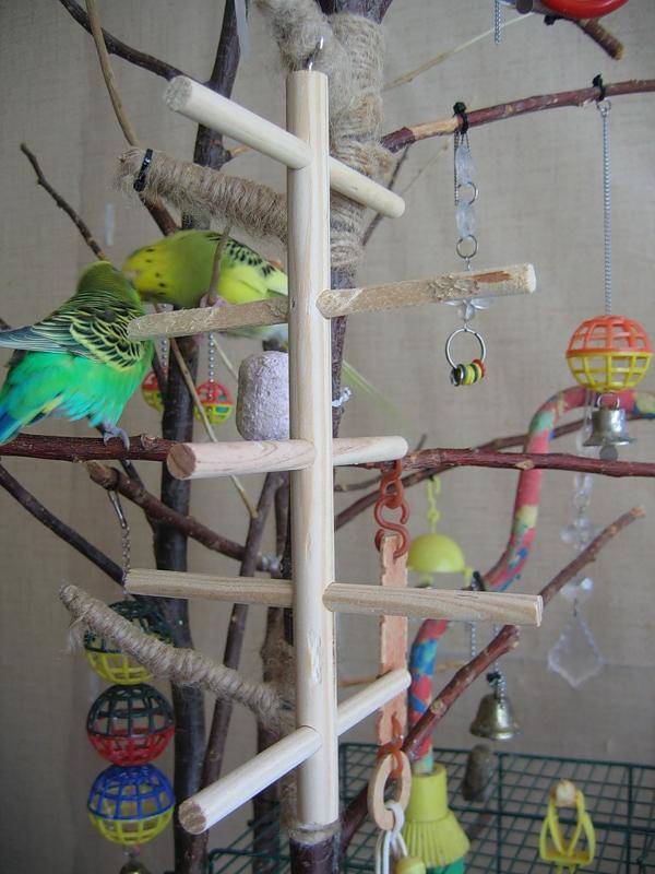 Игрушки для попугаев - какие игрушки купить волнистым попугаям, фото
