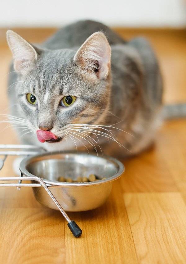 Кот не ест днем, 3 дня, неделю: причины, отзывы, что делать? сколько дней кот может не есть?