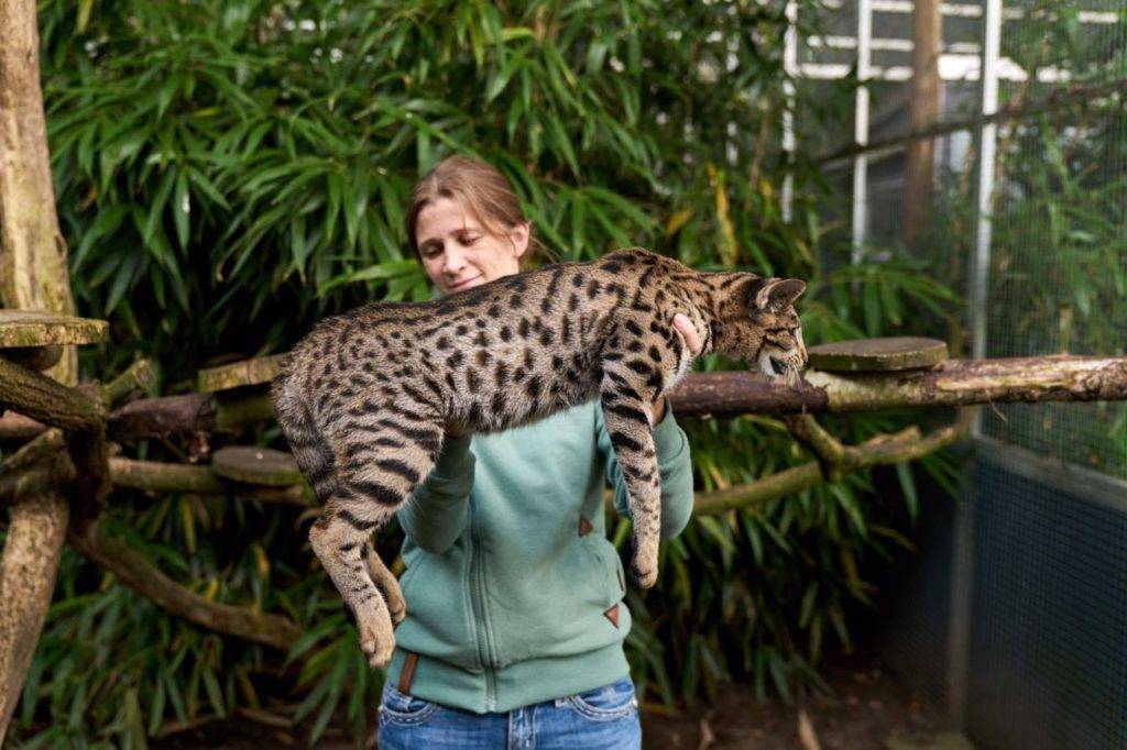 Топ-10 самых больших кошек в мире: породы, характеристики - окружающий мир вокруг нас