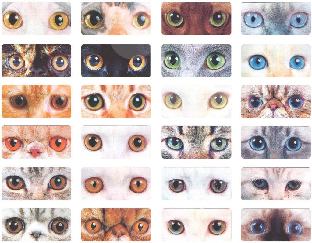 Когда у котят меняется цвет глаз? - kotospravka