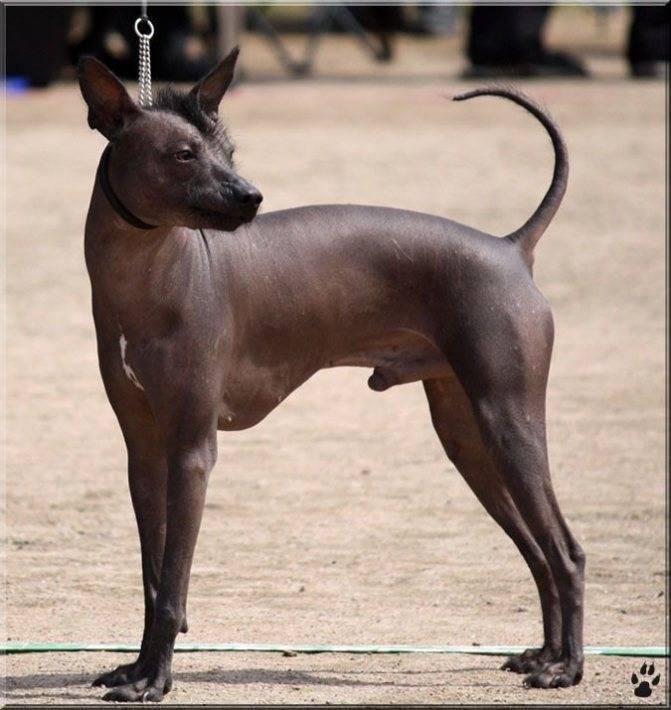 Порода перуанская голая собака и ее характеристики с фото