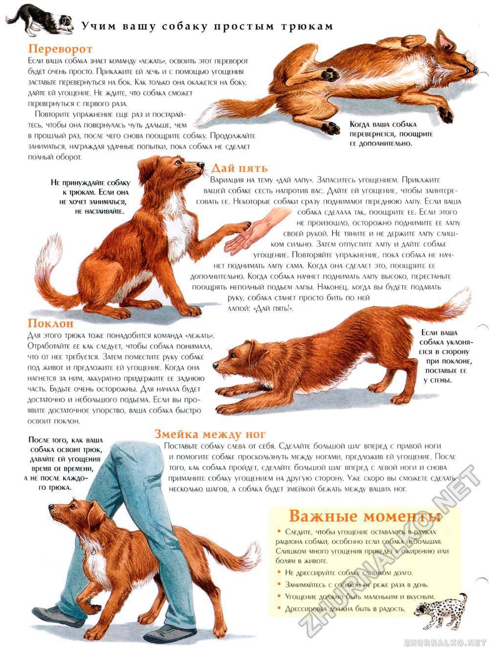 Как научить собаку команде «апорт» (апортировке) правильно? - petstory.ru