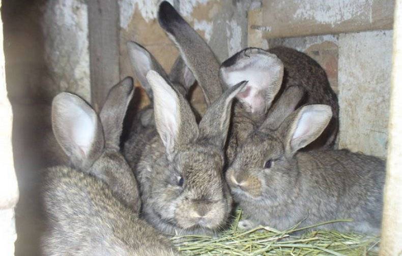 Каталог пород кроликов