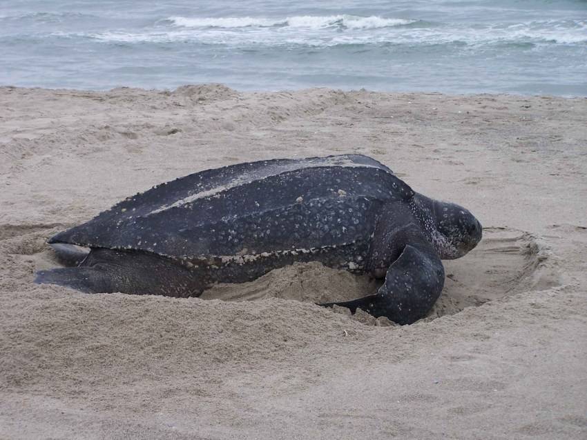 Зелёная морская черепаха - доклад, сообщение, фото
