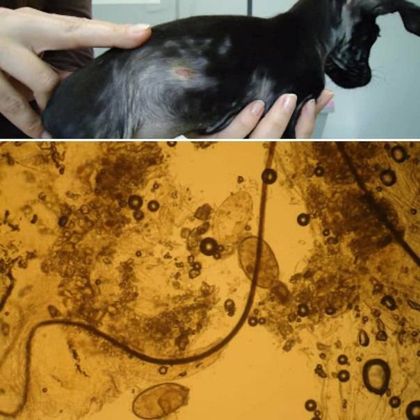 Как лечить подкожный клещ у кошек - «айболит плюс» - сеть ветеринарных клиник