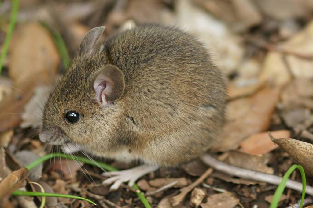 Мышь домашняя: 125 фото отличительных особенностей диких и декоративных мышей