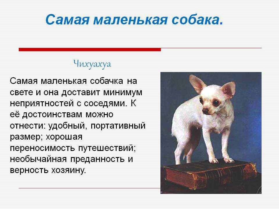 Чихуахуа история происхождения породы