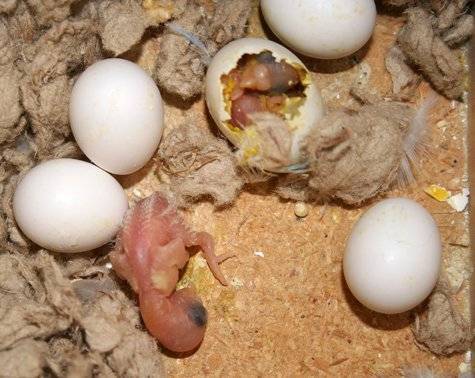 Сколько высиживает яйца волнистый попугай в домашних условиях?