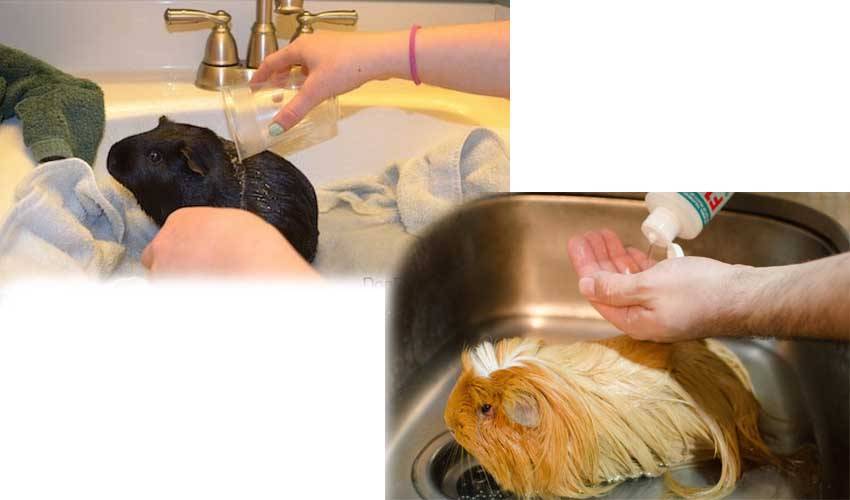 Как купать морскую свинку: как часто можно мыть грызуна?