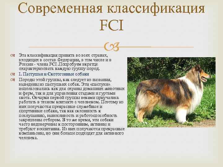 Система fci:. происхождение собак и их породная классификация