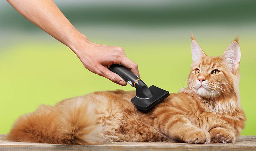 Уход за кошачьей шерстью: специфика ухода за длинными и короткими волосами