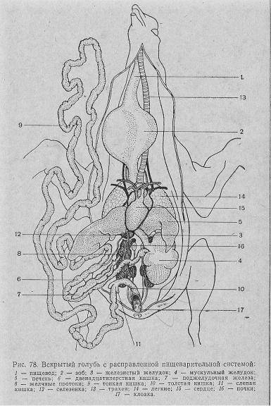 Анатомия крысы: внутреннее строение органов и особенности скелета