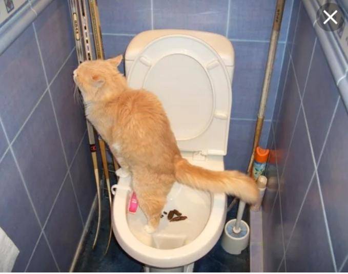 Кот не может сходить в туалет по-маленькому: почему и что делать?