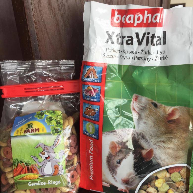 Чем можно кормить крыс? подробная таблица продуктов «можно и нельзя»