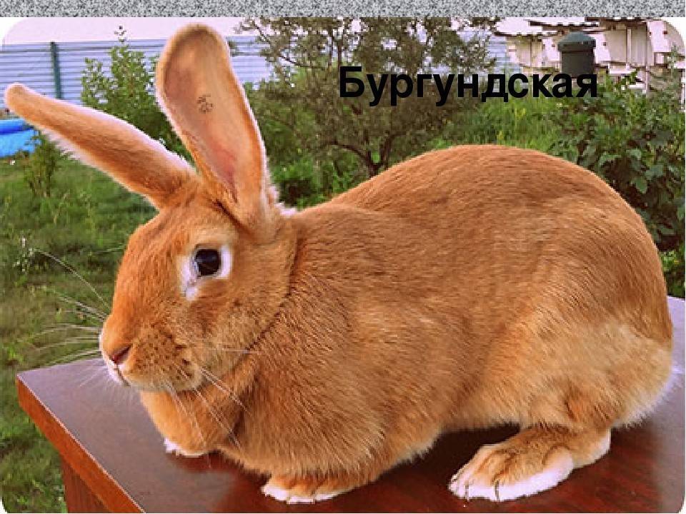 Рыжий кролик описание пород - дневник фермера ferma-lux.ru
