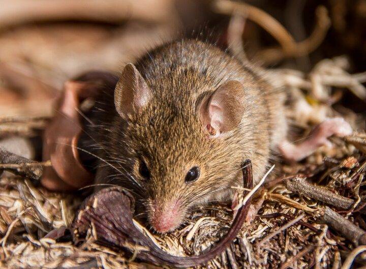 Как мышке лучше питаться, есть разновидность дикой и домашний мыши — описываем развернуто