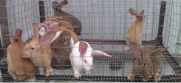 Сколько стоит кролик: живой, декоративный, цена за 1 кг мяса