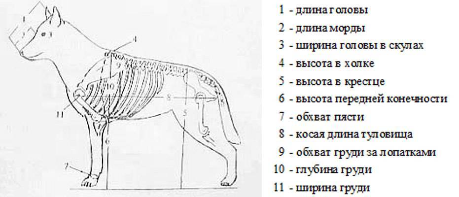Как измерить собаку в холке схема