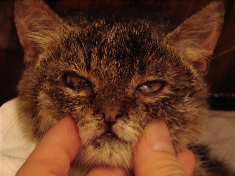 Не знаете, что делать если кот чихает? прочтите статью, мы все объясним!
