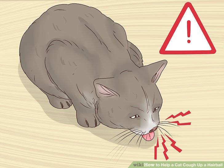 Почему кот или кошка кашляет | что дать от кашля