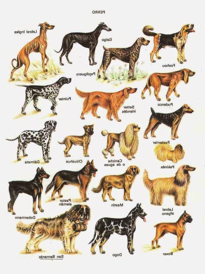 Напиши породу собак. Породы собак названия. Породы собак с фотографиями и названиями. Разнообразие пород собак. Разные породы собак и их названия.