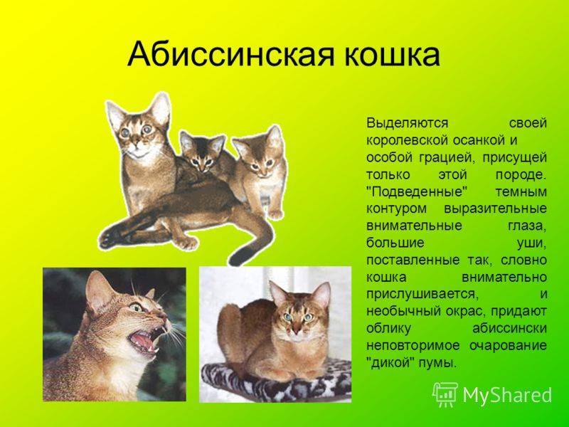 Европейская короткошёрстная кошка (кельтская кошка)