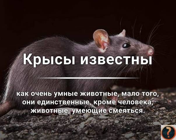 Интересные факты о крысах и мышах