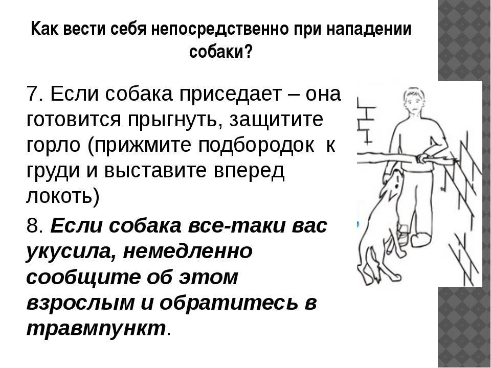 Что делать при нападении собак: совет опытного кинолога