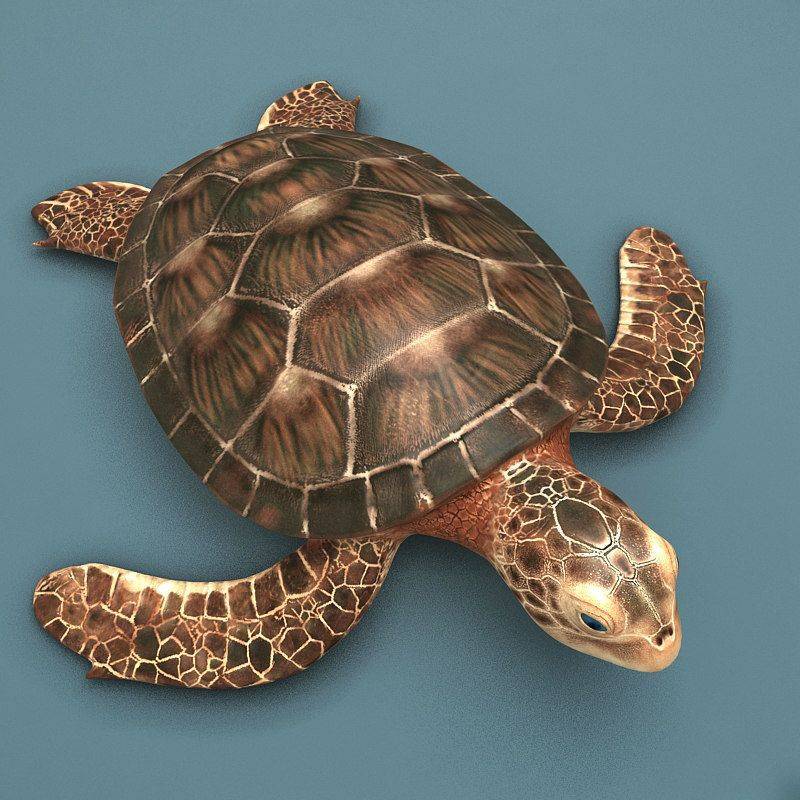 Черепаха 3д. Панцирь морской черепахи. Карапакса черепахи. Черепаший панцирь Бразилия. Черепаха 3ds Max.