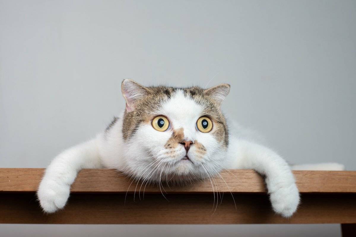 10 странных привычек кошек, для которых нашлось логическое объяснение