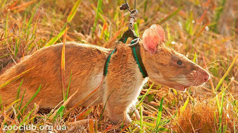 Гамбийская крыса: описание и содержание в домашних условиях