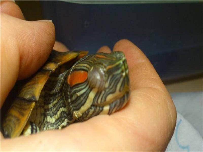 Самые распространенные заболевания у черепах и способы их лечения | все о животных