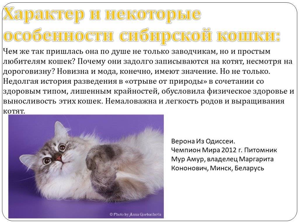 Невская маскарадная кошка: описание породы, характер, вязка, фото