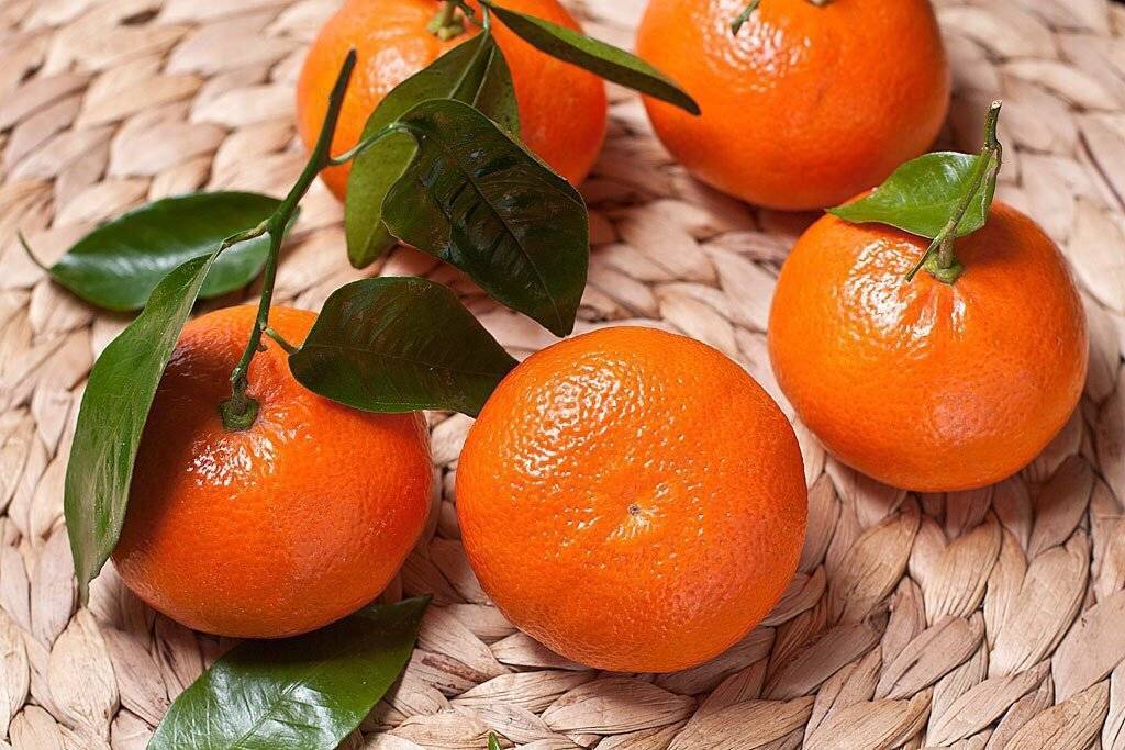 Можно ли хомяку мандарин, апельсин и другие цитрусовые
