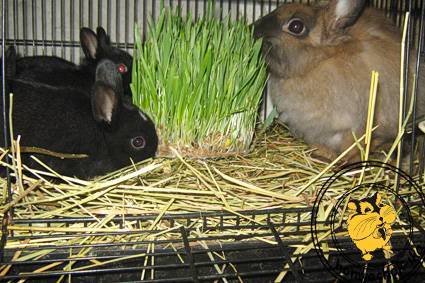 Веточный корм. | кролики. разведение и содержание в домашних условиях