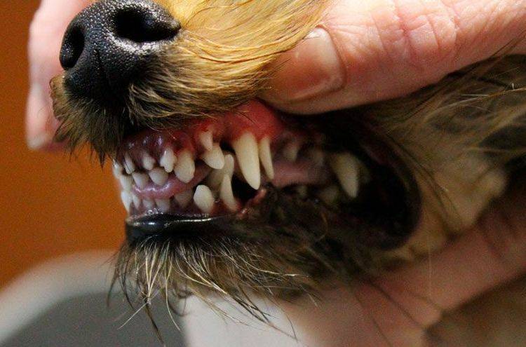 Сколько у собаки зубов?  когда происходит смена зубов у щенков?