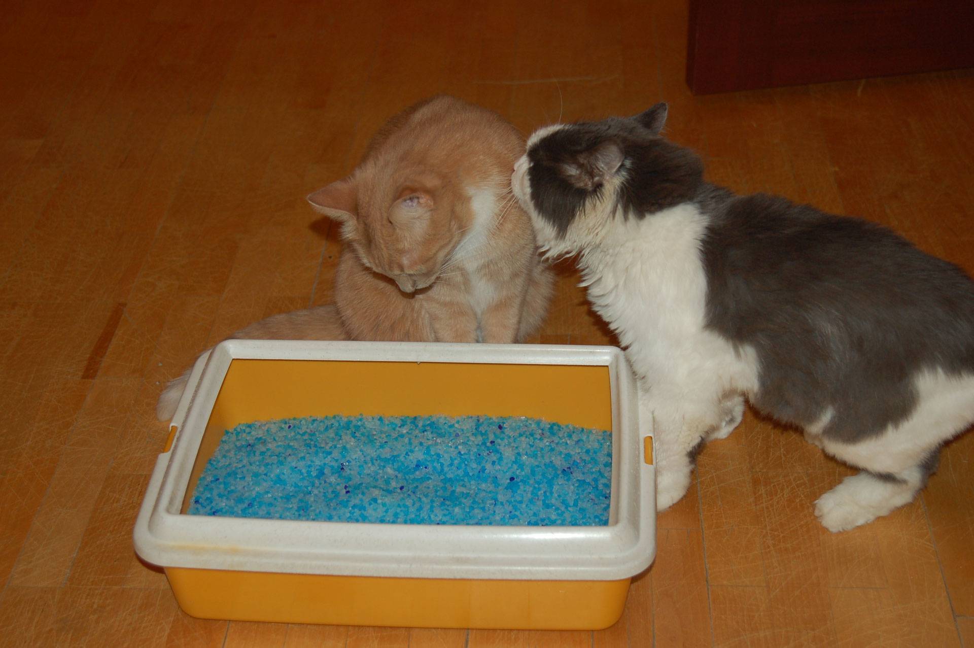 Как приучить кота к унитазу после лотка: инструкция приучения к туалету взрослой кошки и котенка