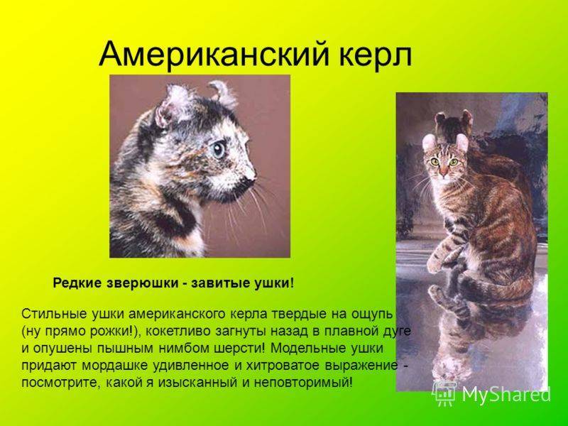 Ликои (кошки – оборотни): описание породы с фото — pet-mir.ru