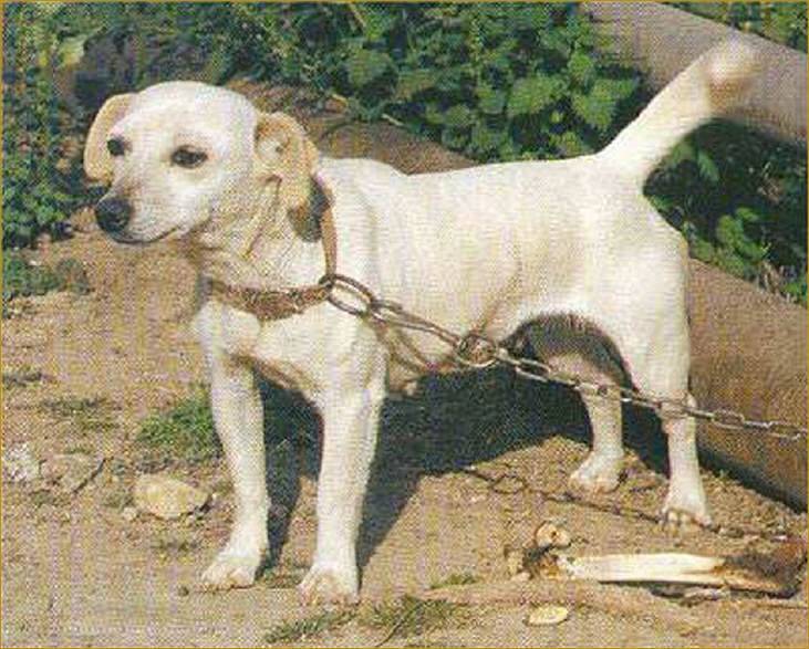 Алопекис – древняя греческая порода собак