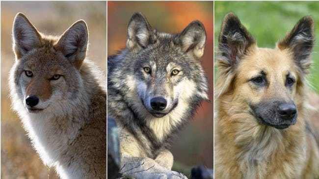 Гибрид собаки и волка: история, характеристика, содержание
