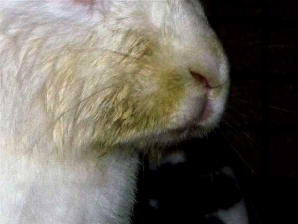 Аллергия на кролика: причины недуга, симптомы, лечение болезни