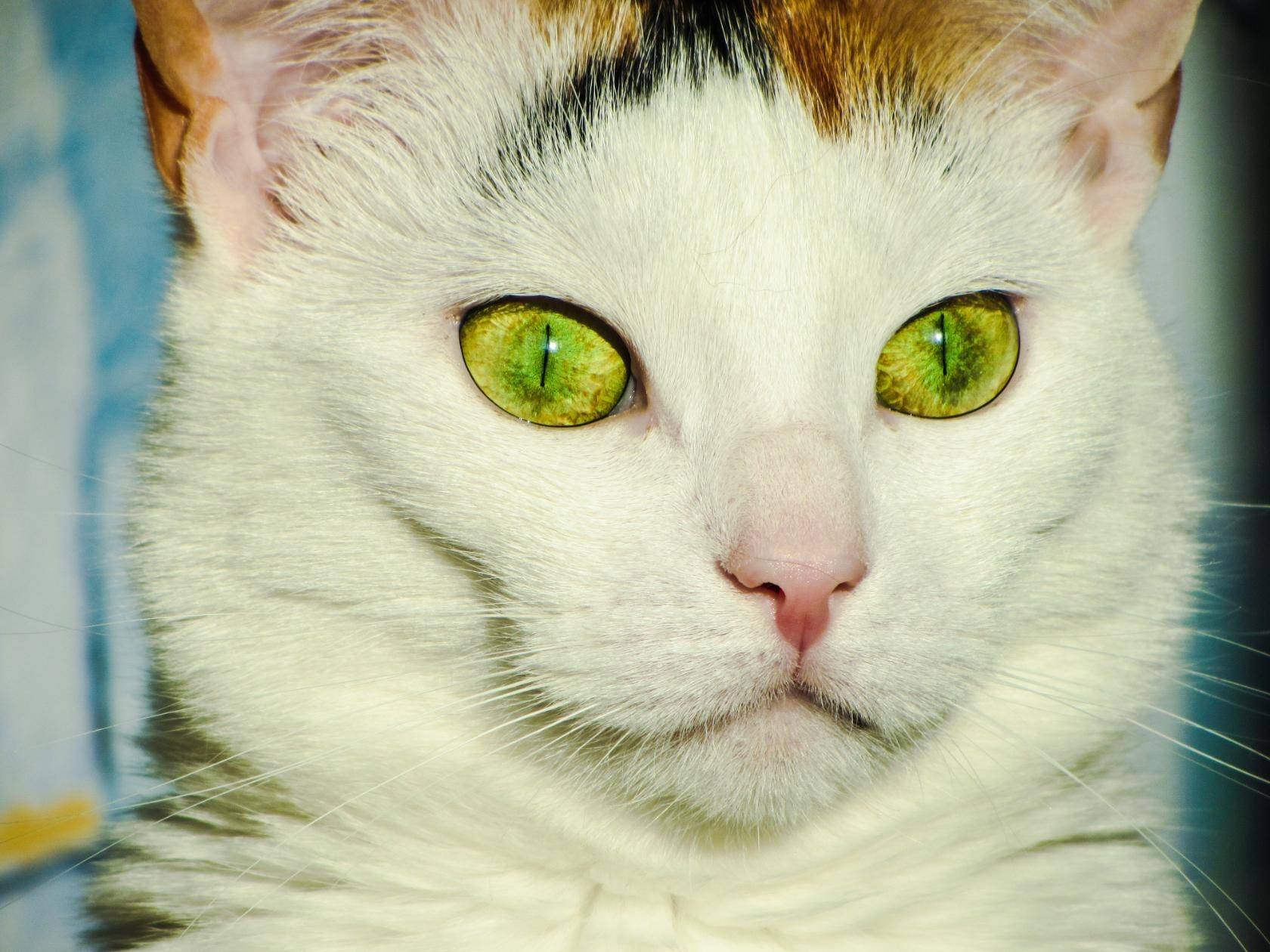 Кошки с разными глазами (гетерохромией): топ-8 пород и много фото