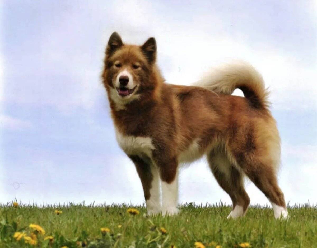 Условия содержания, внешний вид, характер и воспитание эскимосской собаки