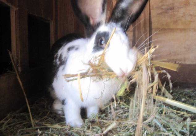 Почему крольчиха не подпускает крола: причины и что делать для спаривания