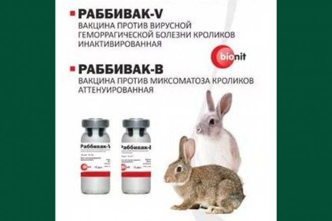 Прививки для кроликов: какие и когда делать — правила вакцинации
