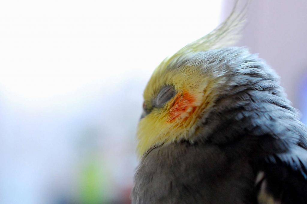 Попугай чихает: что делать, почему волнистый чихает с соплями и дергает головой