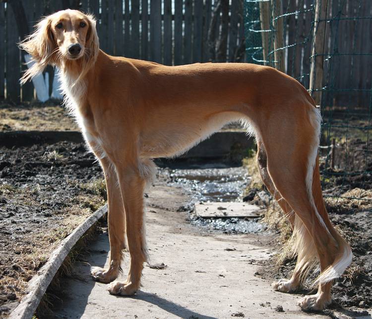 Салюки - порода собак, описание, характеристики, фотографии