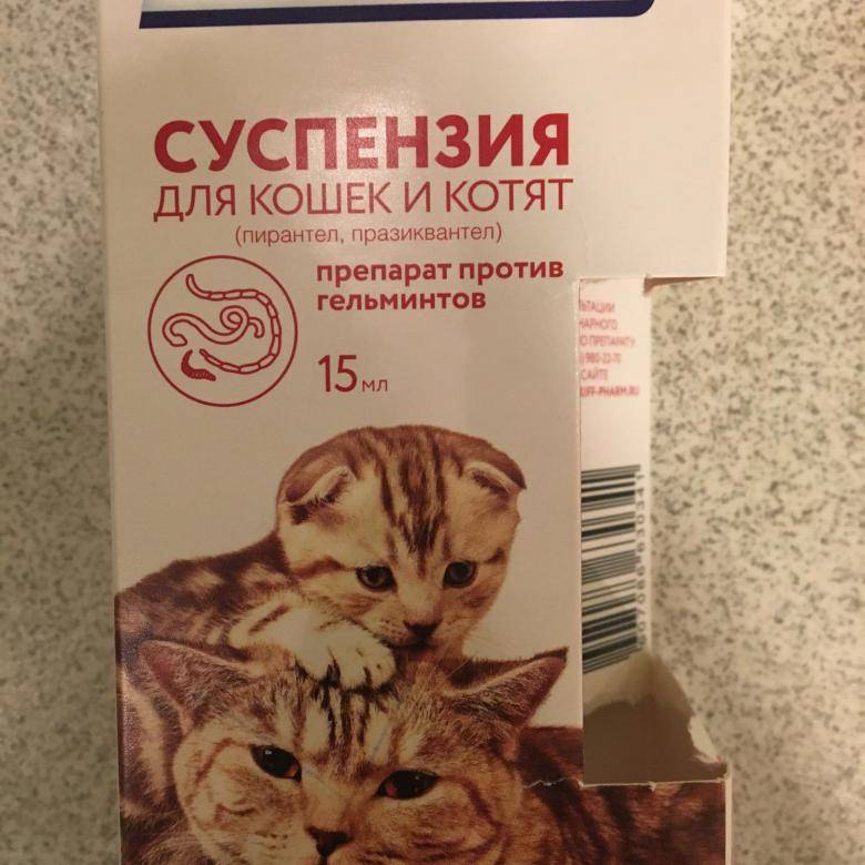 Таблетки от глистов для кошек – какие, как и когда давать