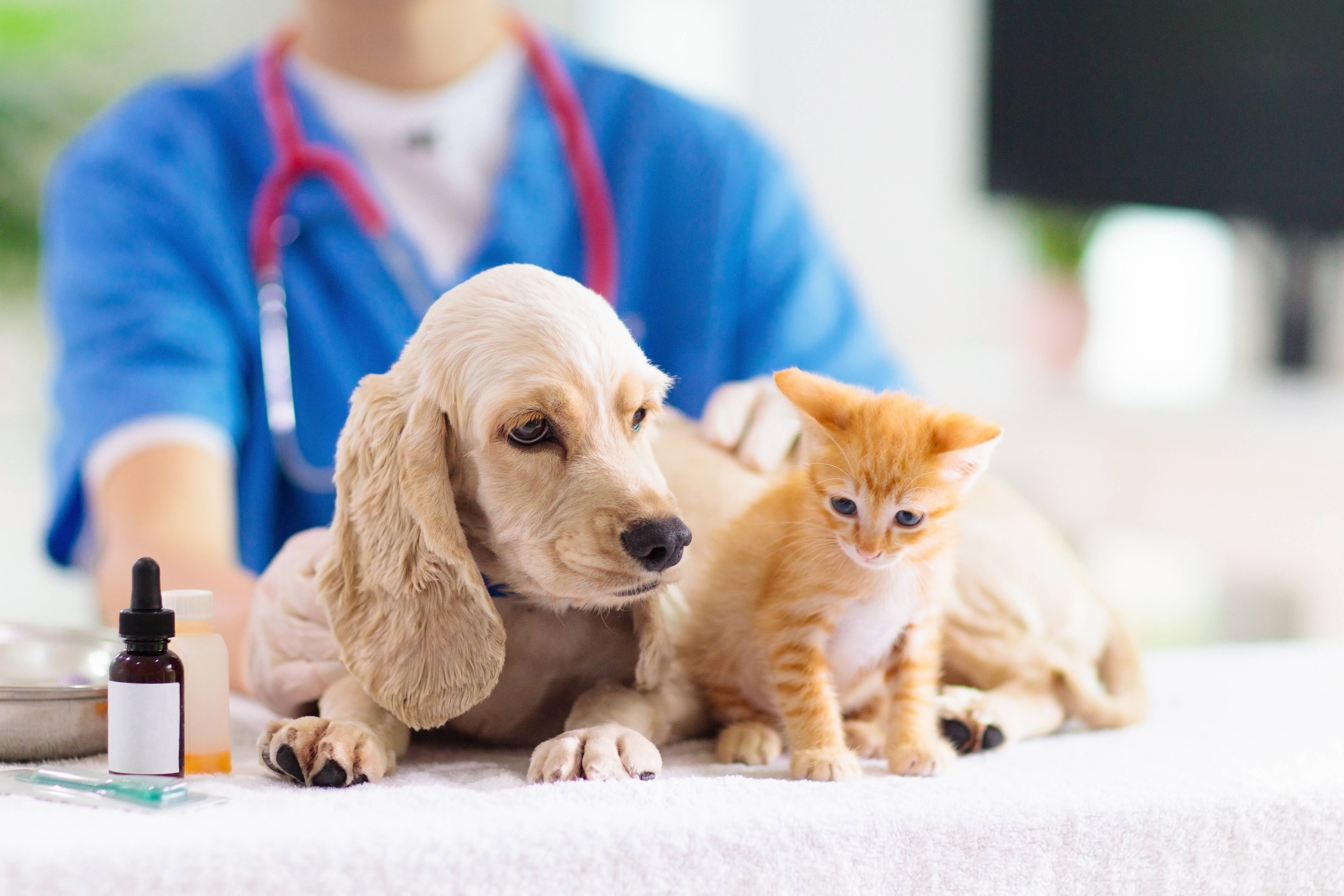 Чем заканчиваются поцелуи с кошками и собаками: смертельная капноцитофага | новости медицины