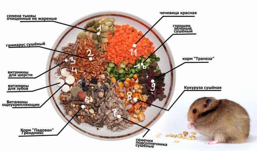 Чем кормить джунгарского хомяка домашних условиях, что едят джунгарики, таблица питания (список: что можно и нельзя)